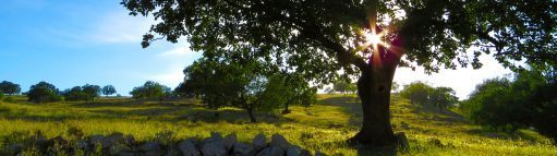 Välkommen till Lova